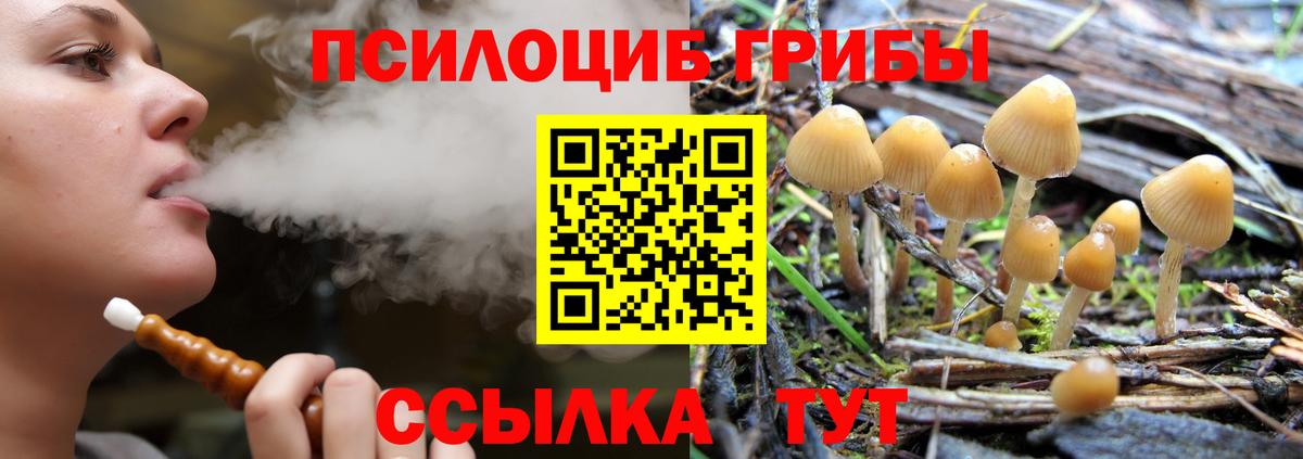 Псилоцибиновые грибы Psilocybine cubensis Торжок